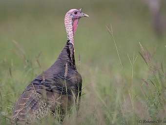  Meleagris gallopavo.    umich.edu