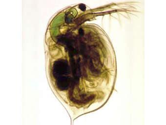  Daphnia magna.    mst.edu