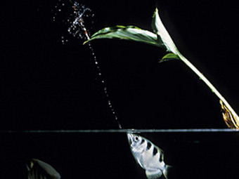  Peter Arnold/ScienceNOW