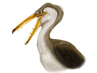    Pelagornis chilensis