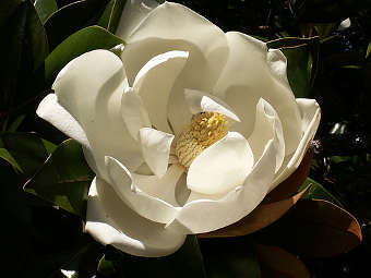   Magnolia grandiflora.   Stuart Yeates   wikipedia.org