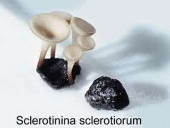 Sclerotinia sclerotiorum.    ucdavis.edu