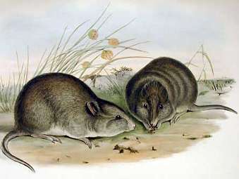    Potorous platyops.    (John Gould), 1863 