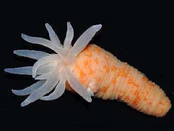     Stephanthus antarcticus.     "  "