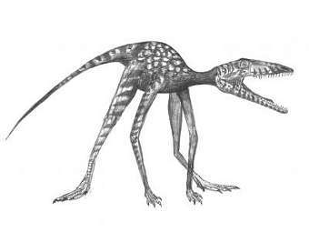       Prorotodactylus.   
