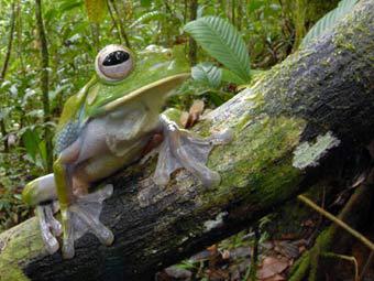    .    conservation.org 