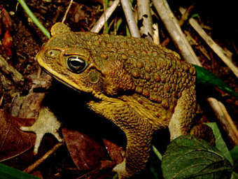   Bufo marinus.    columbia.edu