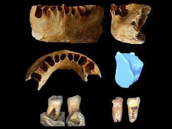    .  Institute of Vertebrate Paleontology and Paleoanthropology, Chinese Academy of Sciences